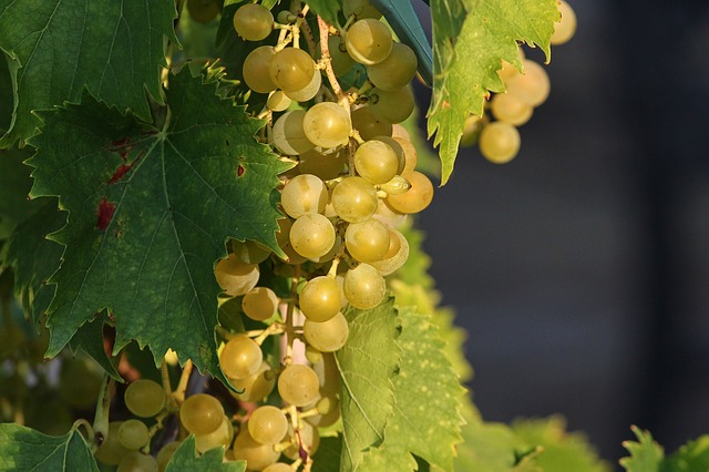 trs hroznového vína